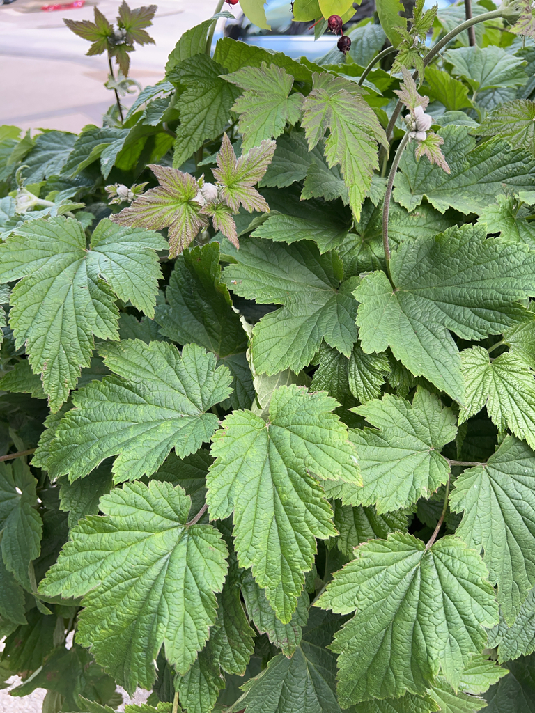 Eriocapitella hupehensis