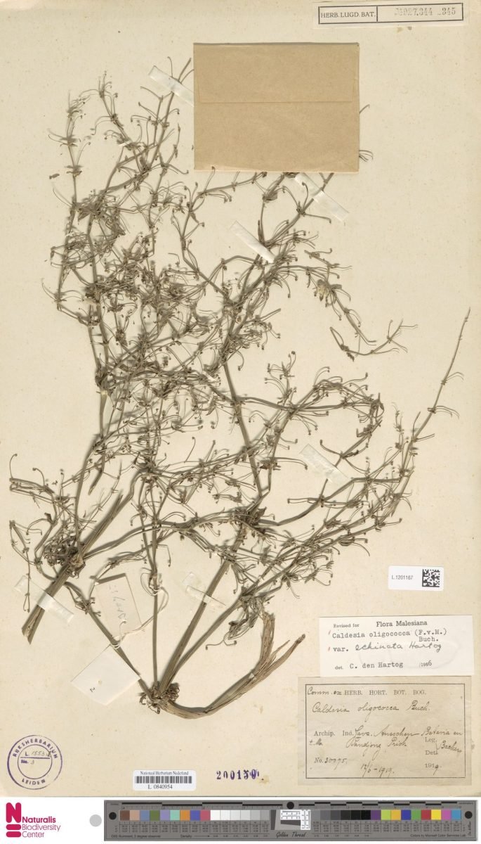Albidella glandulosa photograph 5