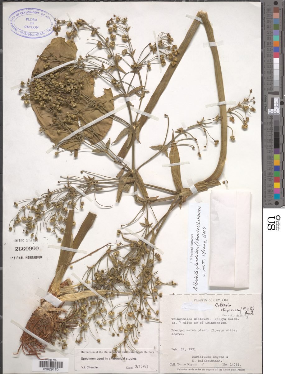 Albidella glandulosa