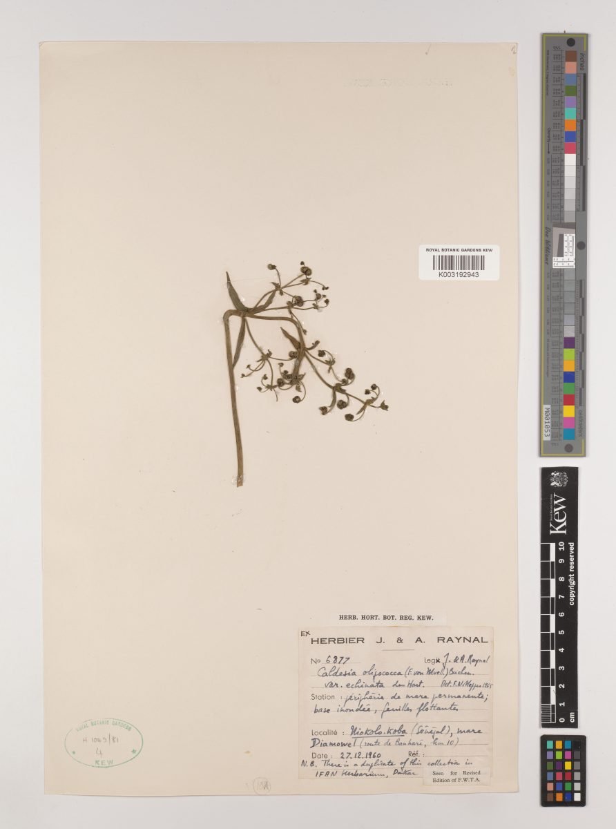 Albidella glandulosa photograph 4