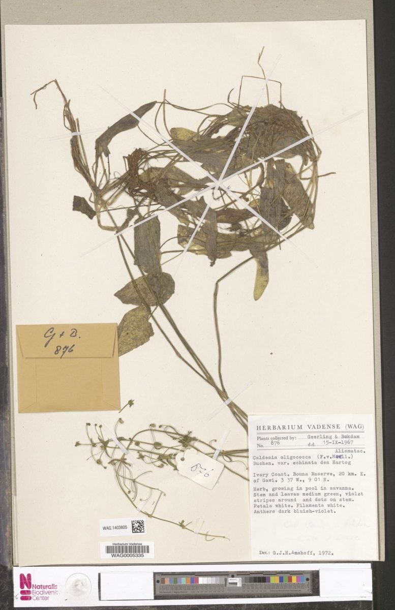 Albidella glandulosa photograph 3