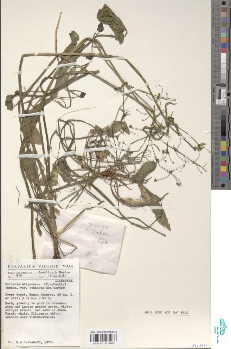 Albidella glandulosa photograph 2