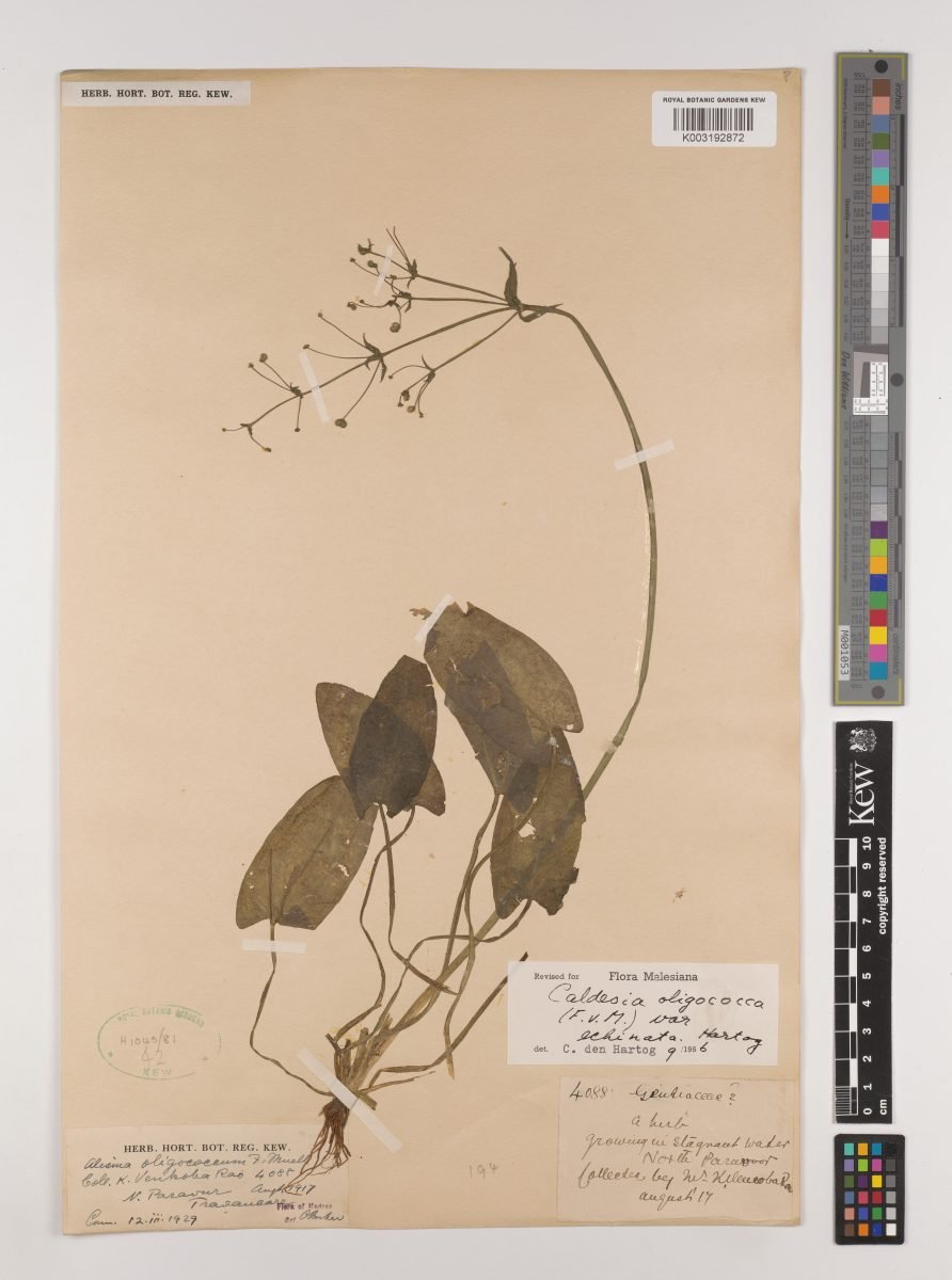 Albidella glandulosa photograph 6