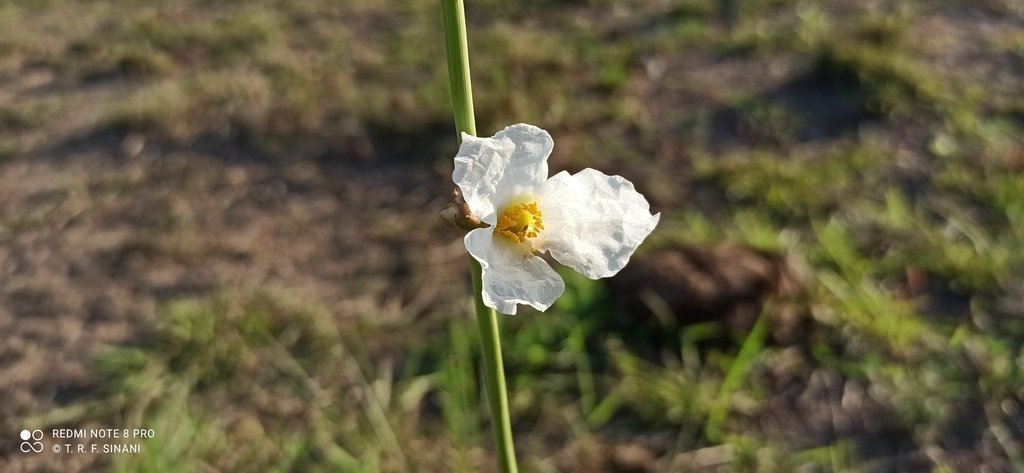 Aquarius paniculatus photograph 6