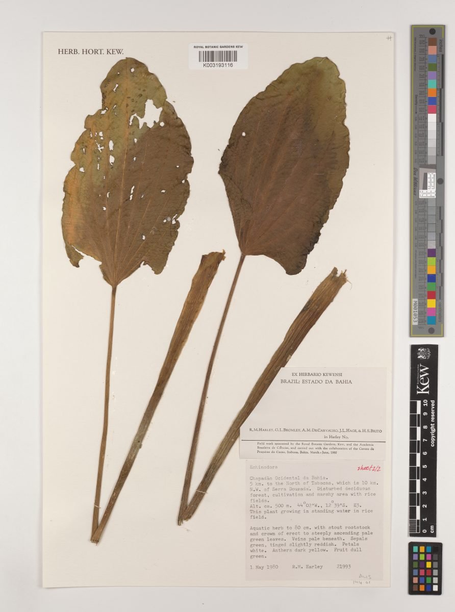 Aquarius bracteatus photograph 5