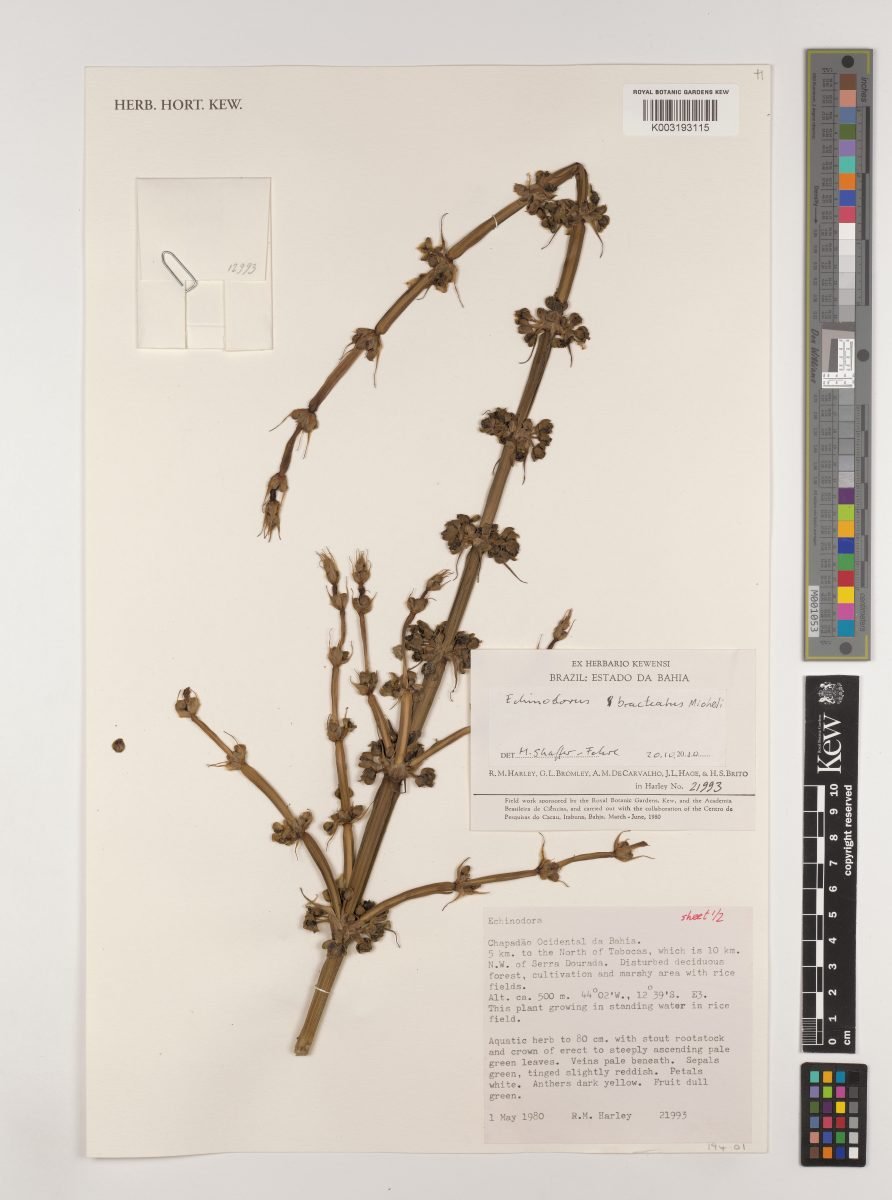Aquarius bracteatus photograph 4