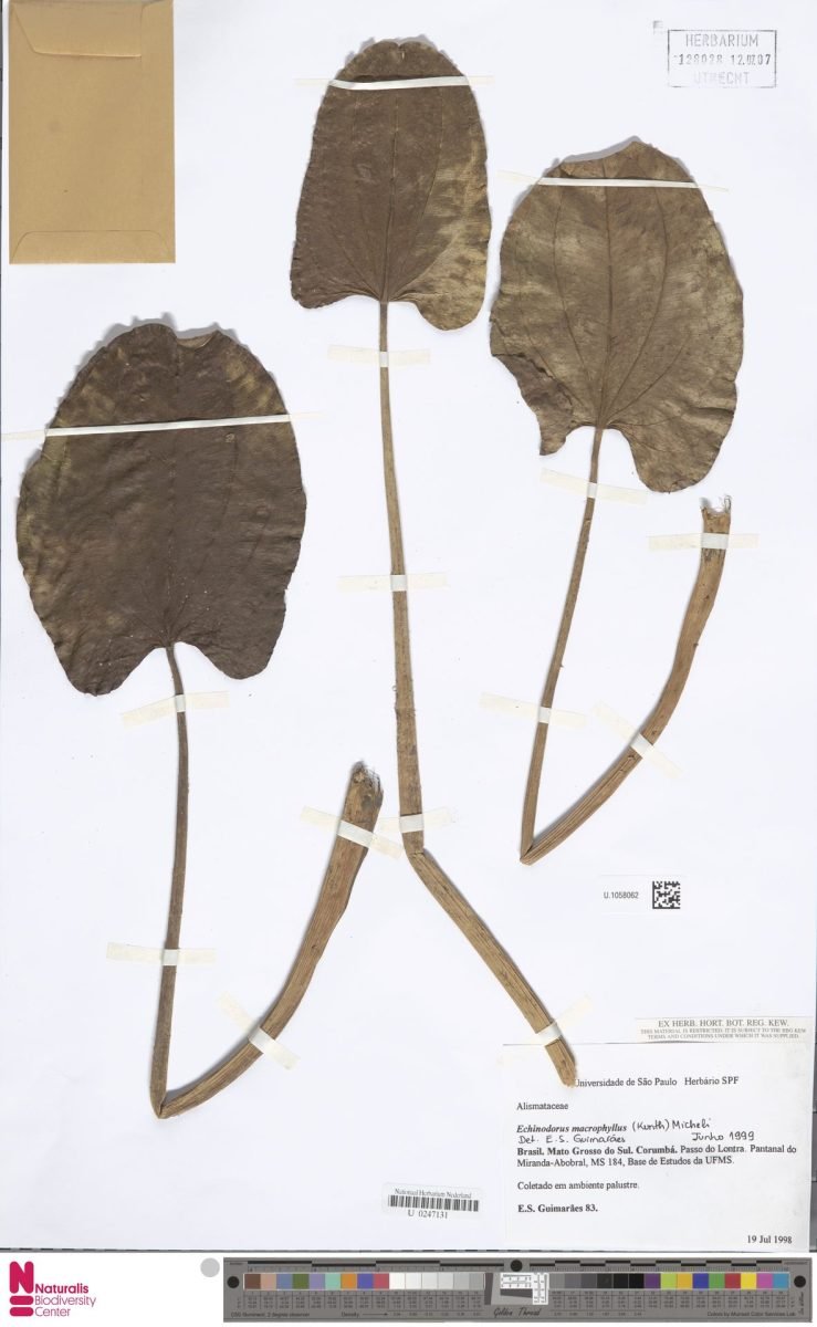 Aquarius macrophyllus photograph 5