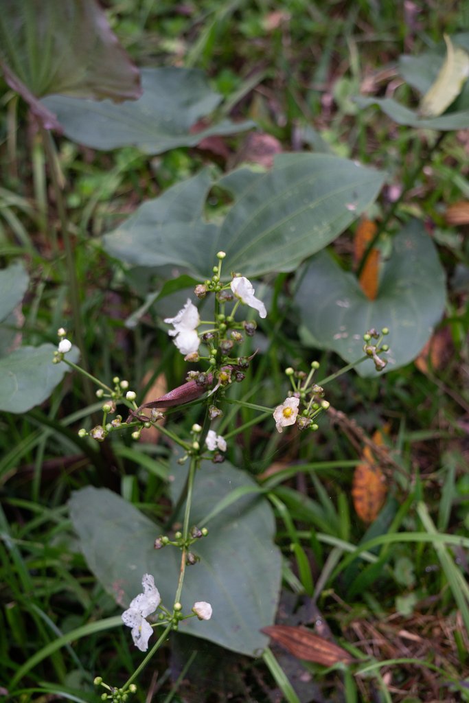 Aquarius macrophyllus