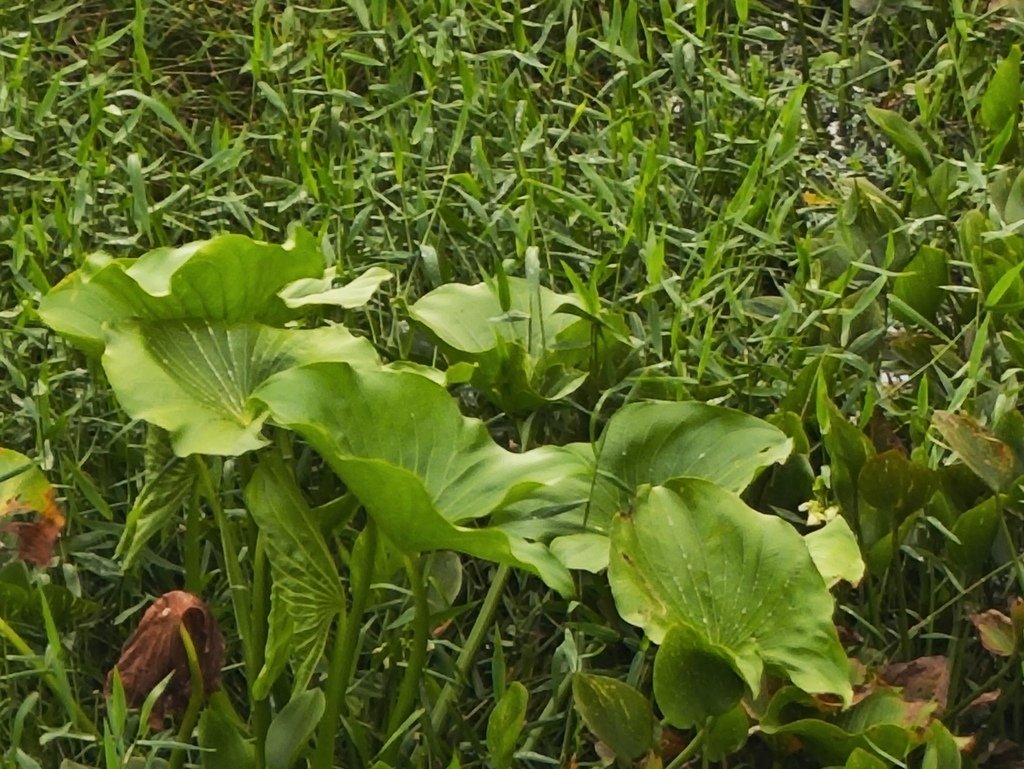 Aquarius grandiflorus photograph 2