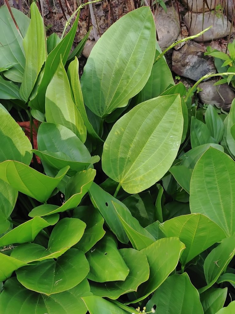 Aquarius grandiflorus photograph 5