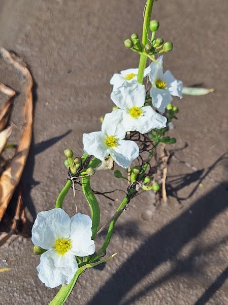 Aquarius grandiflorus photograph 6