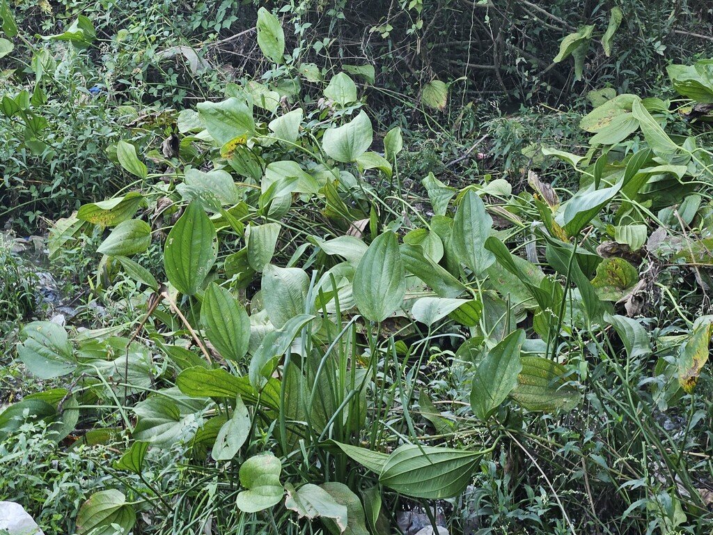Aquarius grandiflorus photograph 3
