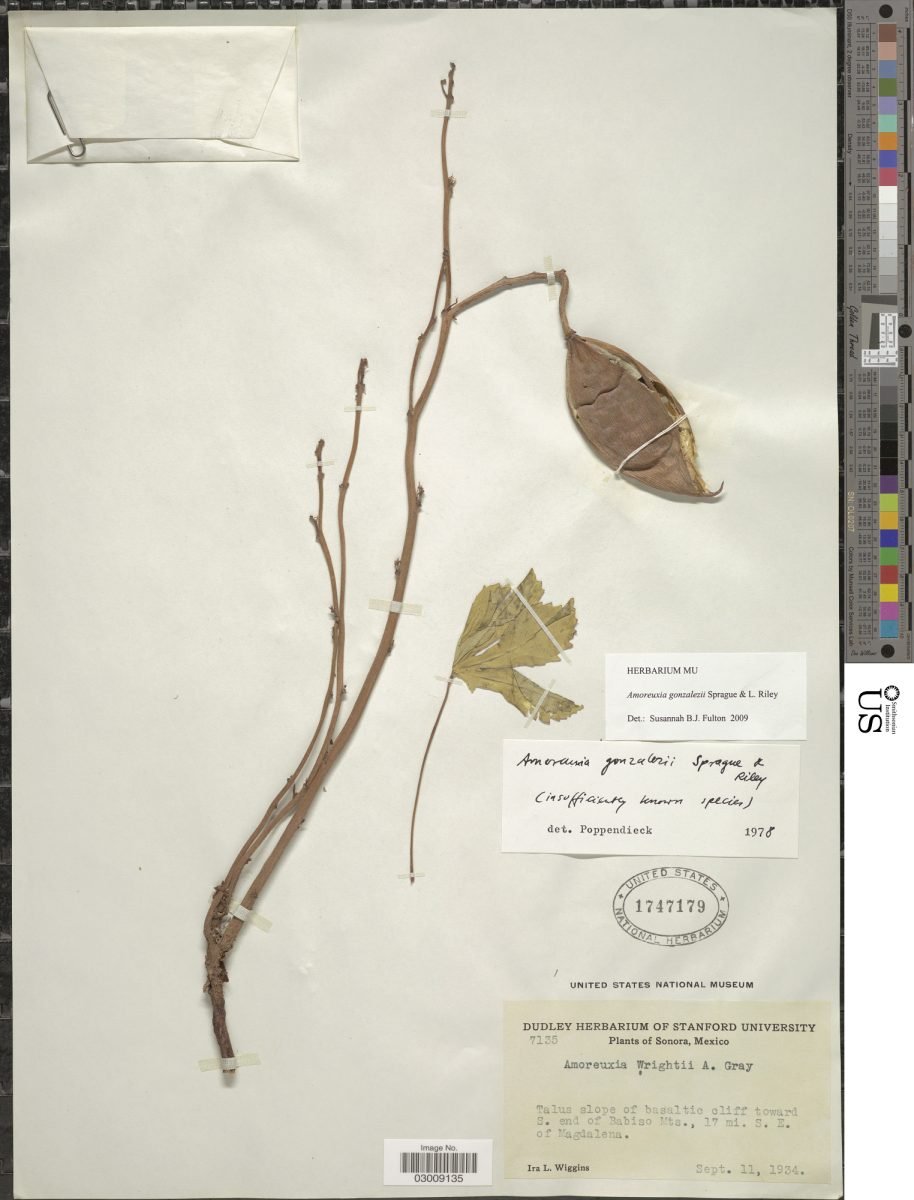 Cochlospermum gonzalezii