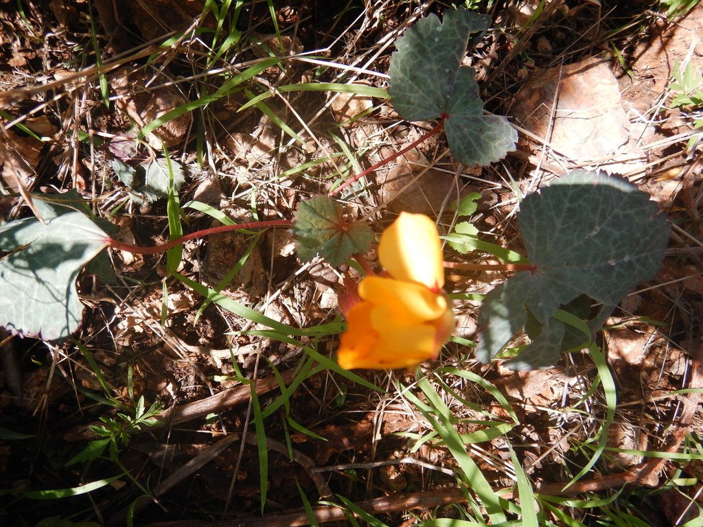 Cochlospermum malvifolium photograph 2
