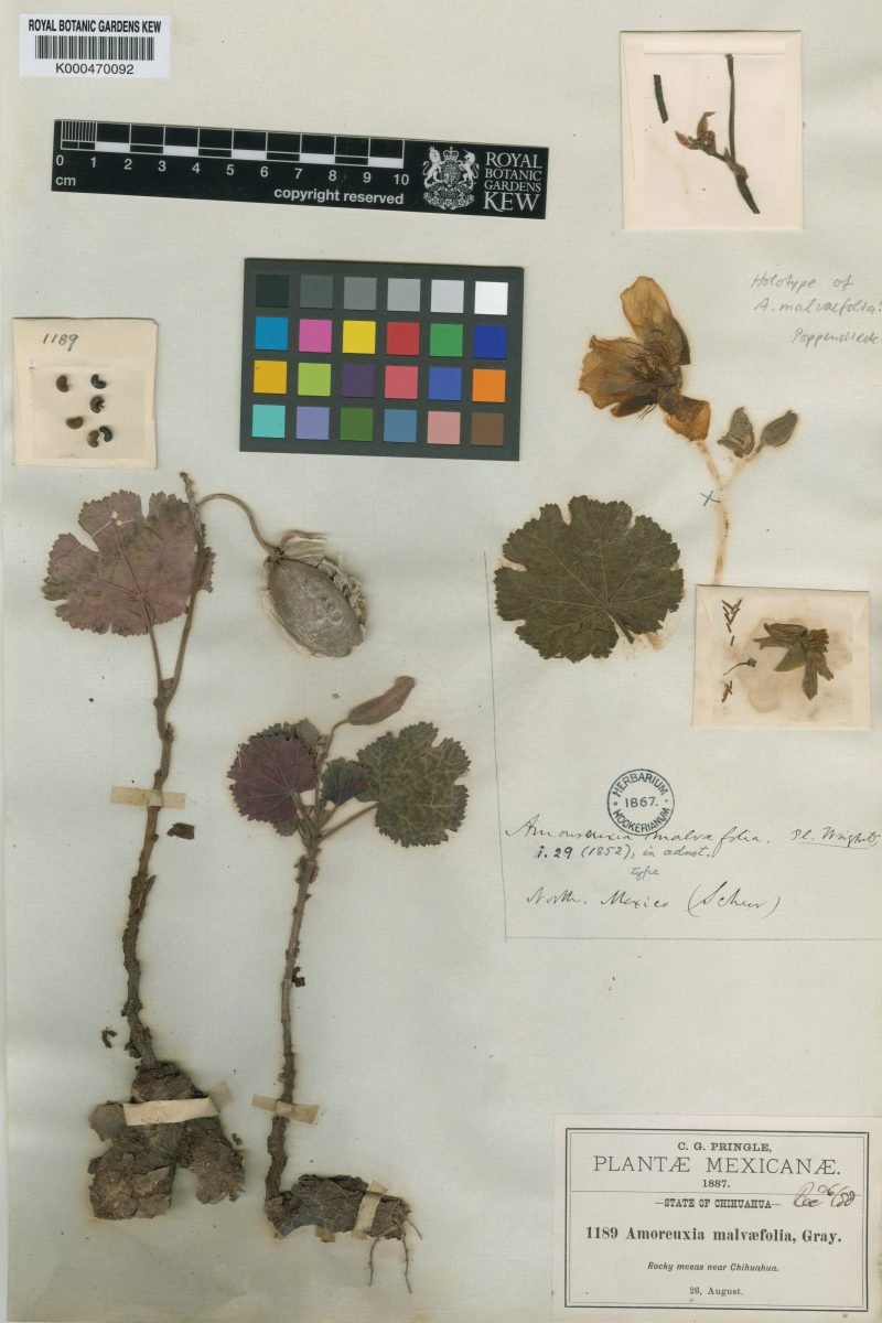 Cochlospermum malvifolium photograph 5