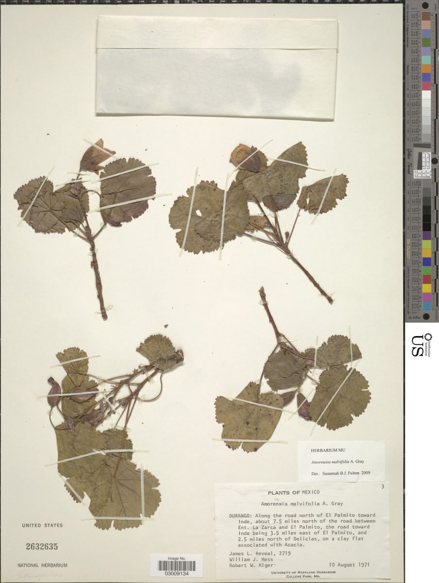 Cochlospermum malvifolium photograph 3