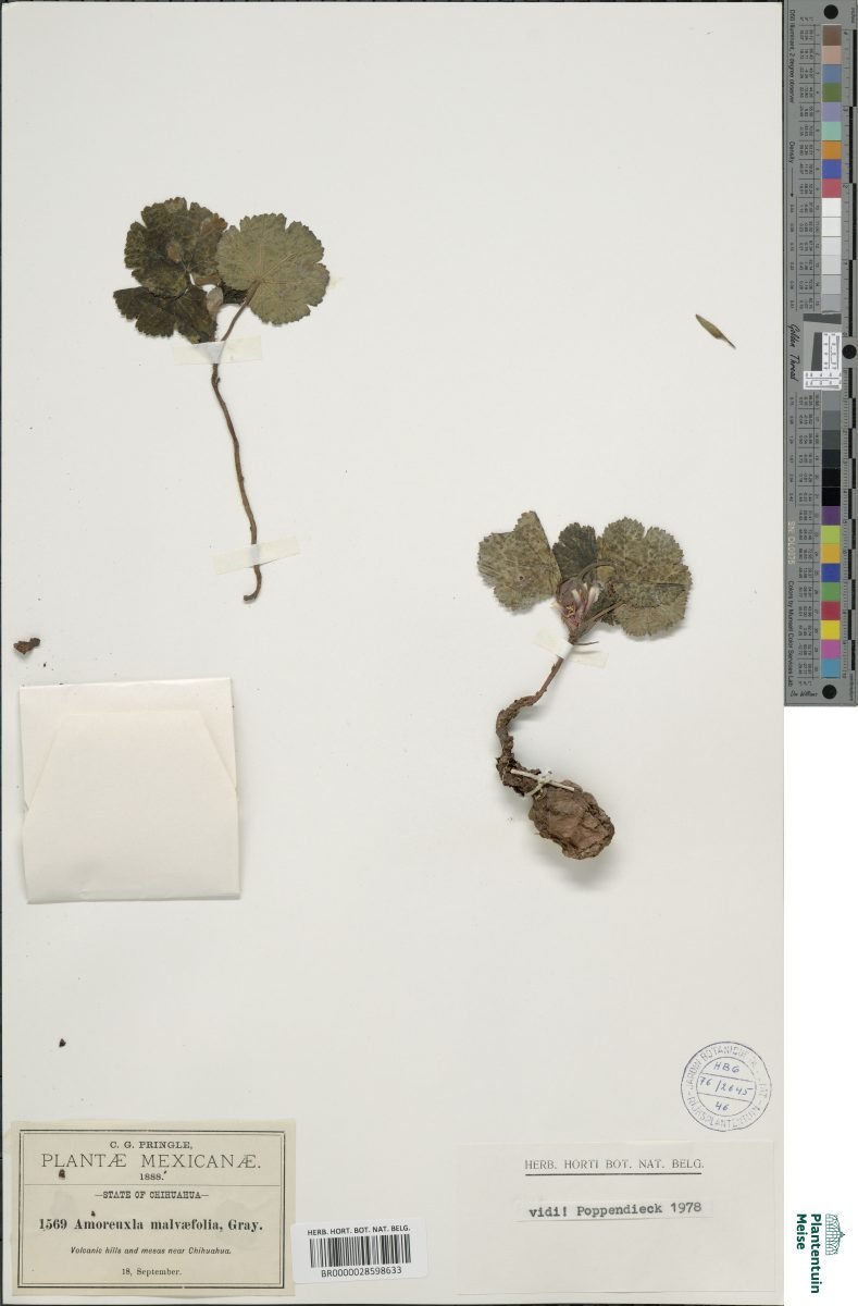 Cochlospermum malvifolium photograph 4