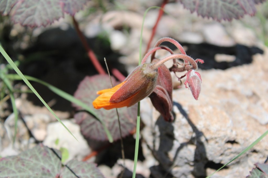 Cochlospermum malvifolium