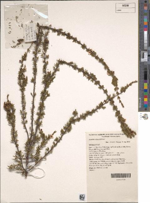 Astartea aspera subsp. aspera