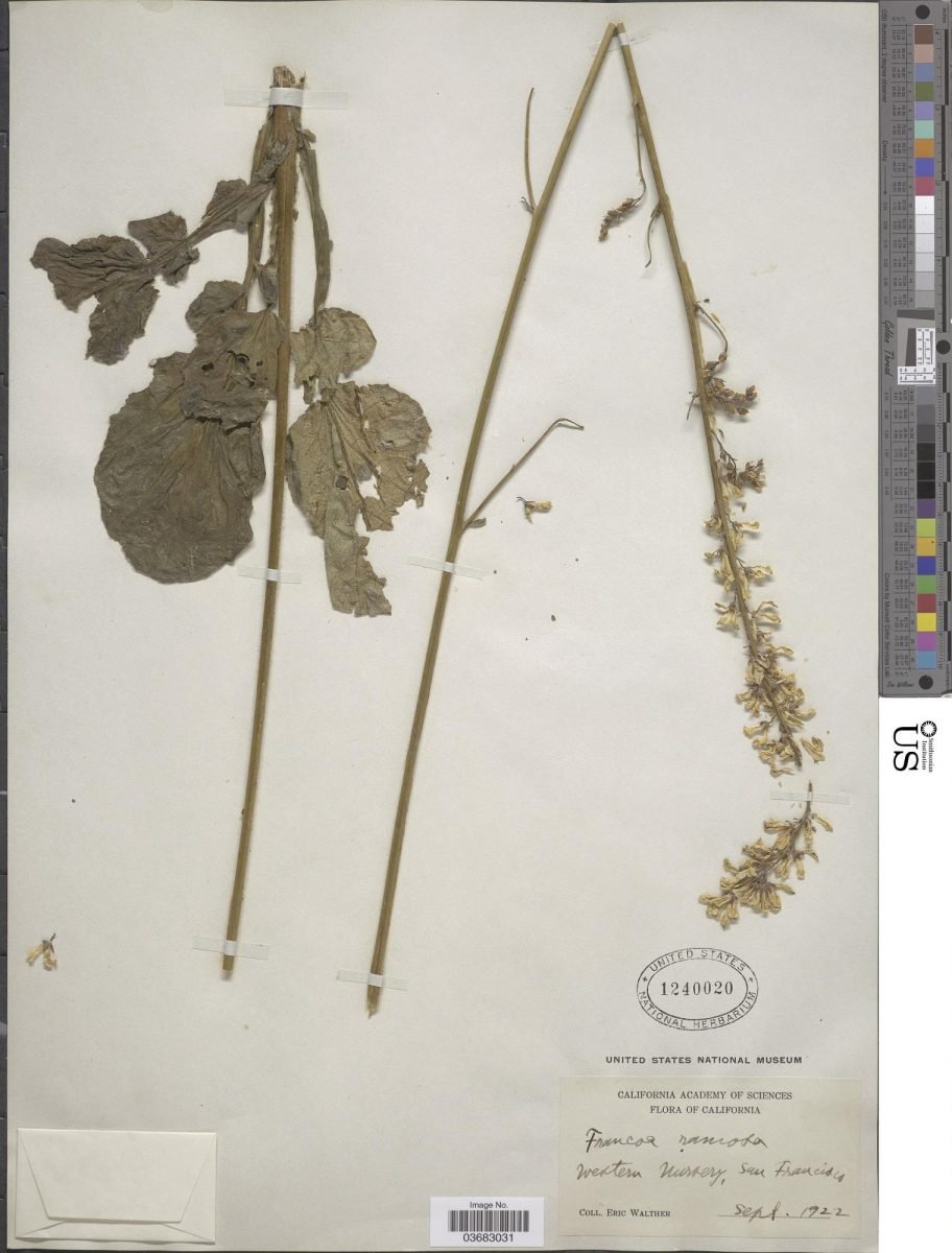 Francoa appendiculata var. ramosa photograph 4