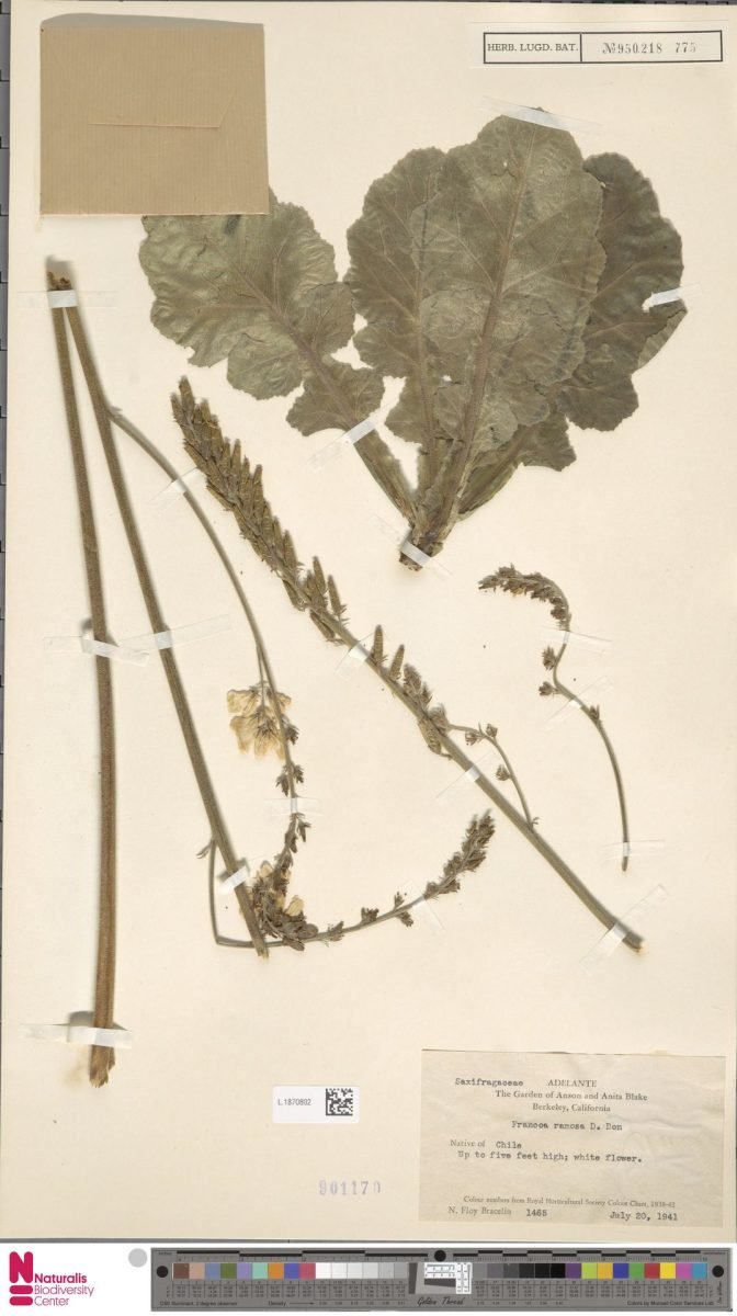Francoa appendiculata var. ramosa photograph 2