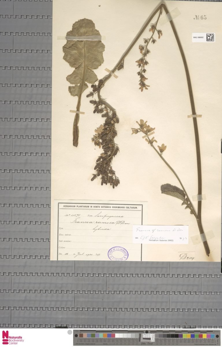 Francoa appendiculata var. ramosa photograph 5