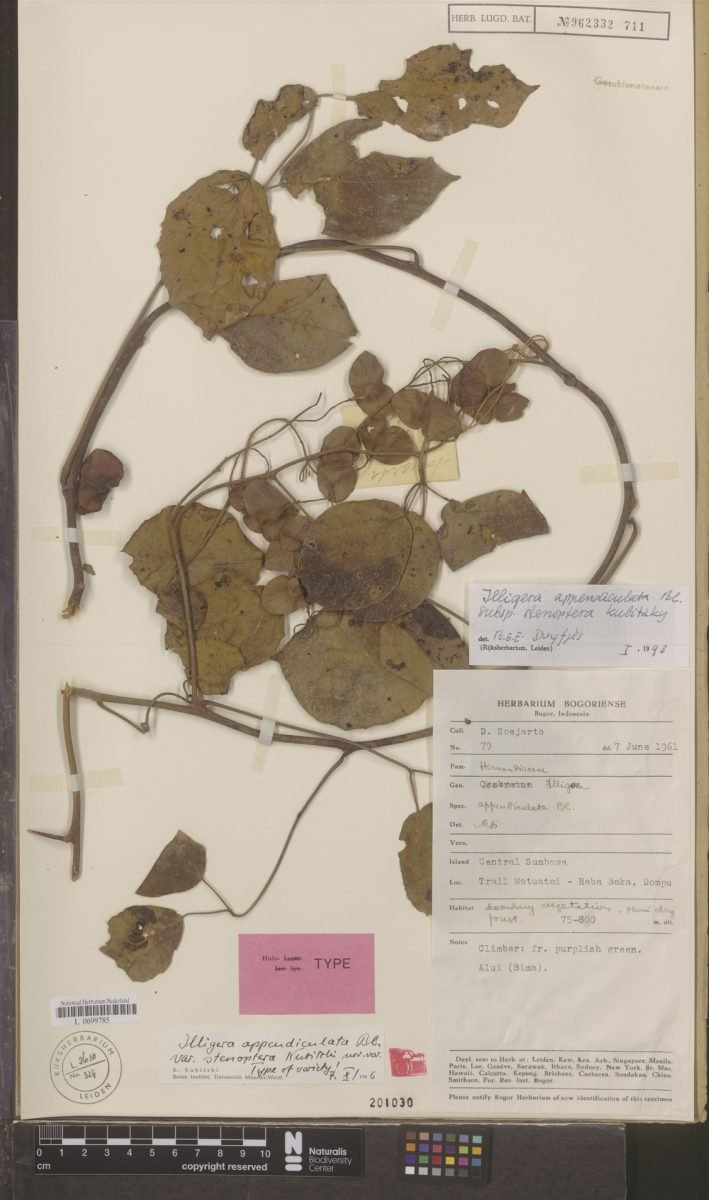Illigera appendiculata subsp. stenoptera photograph 5