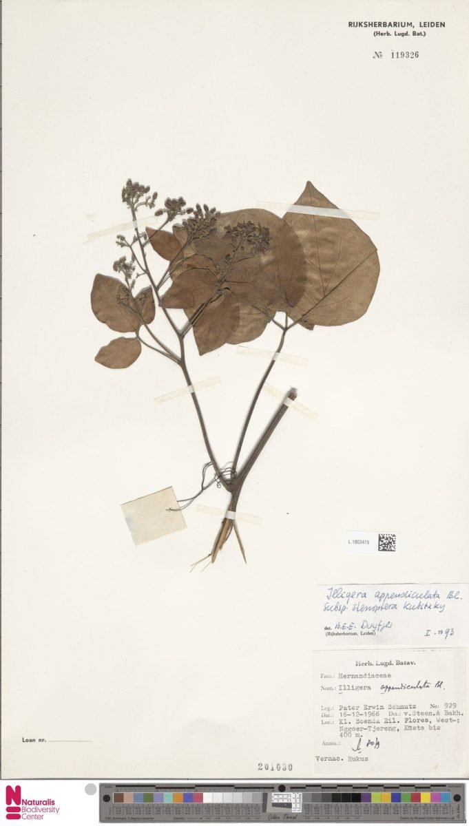 Illigera appendiculata subsp. stenoptera photograph 4