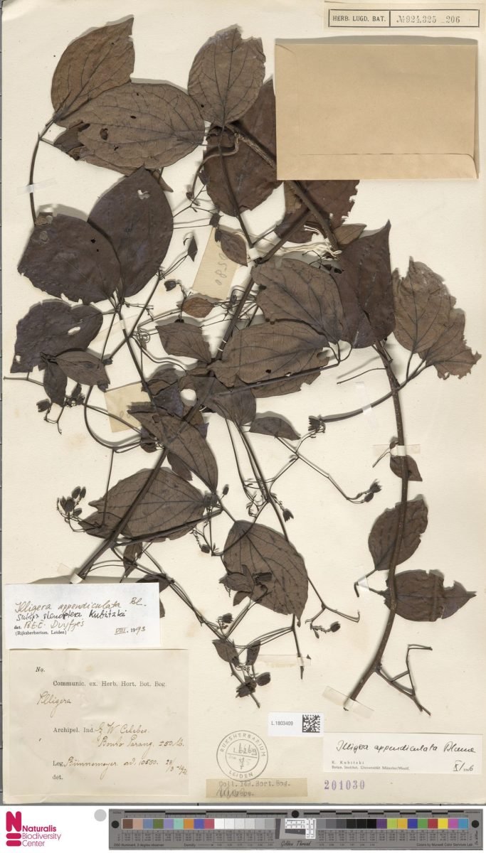 Illigera appendiculata subsp. stenoptera photograph 6