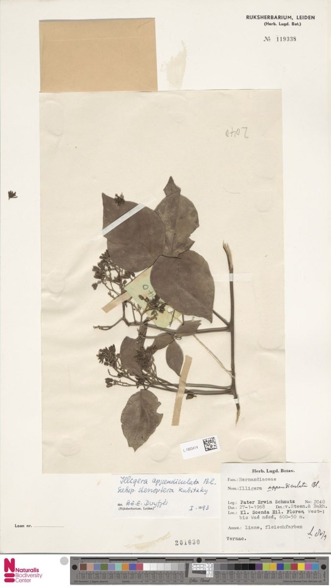 Illigera appendiculata subsp. stenoptera photograph 3