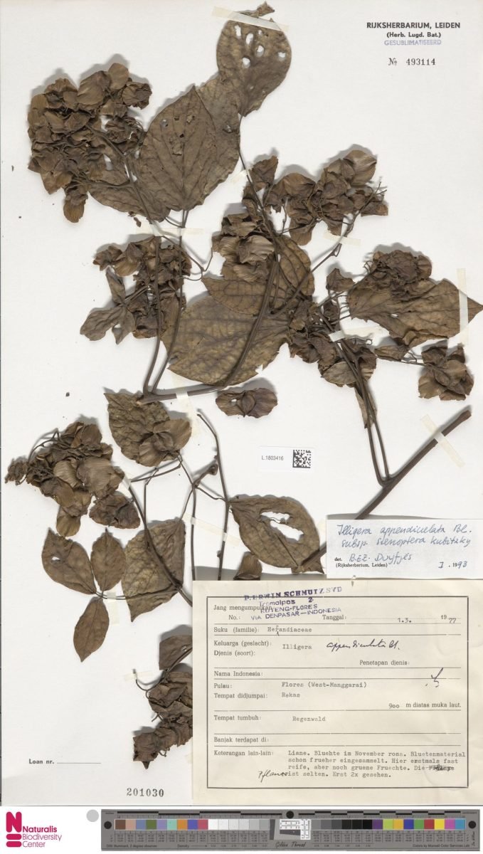 Illigera appendiculata subsp. stenoptera photograph 2