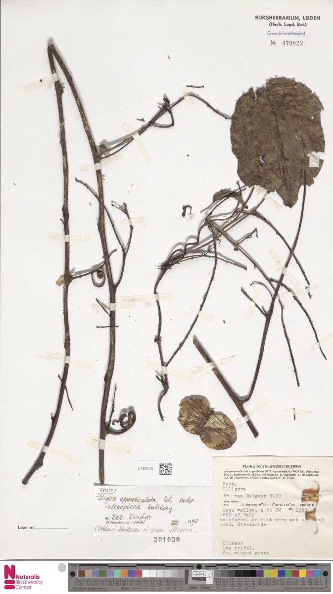 Illigera appendiculata subsp. stenoptera