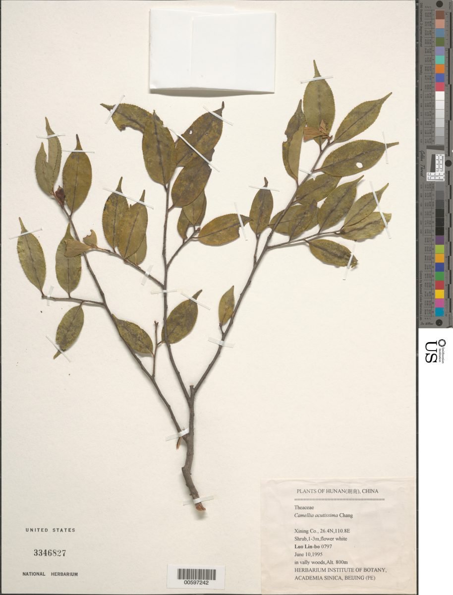 Camellia cuspidata var. grandiflora photograph 6