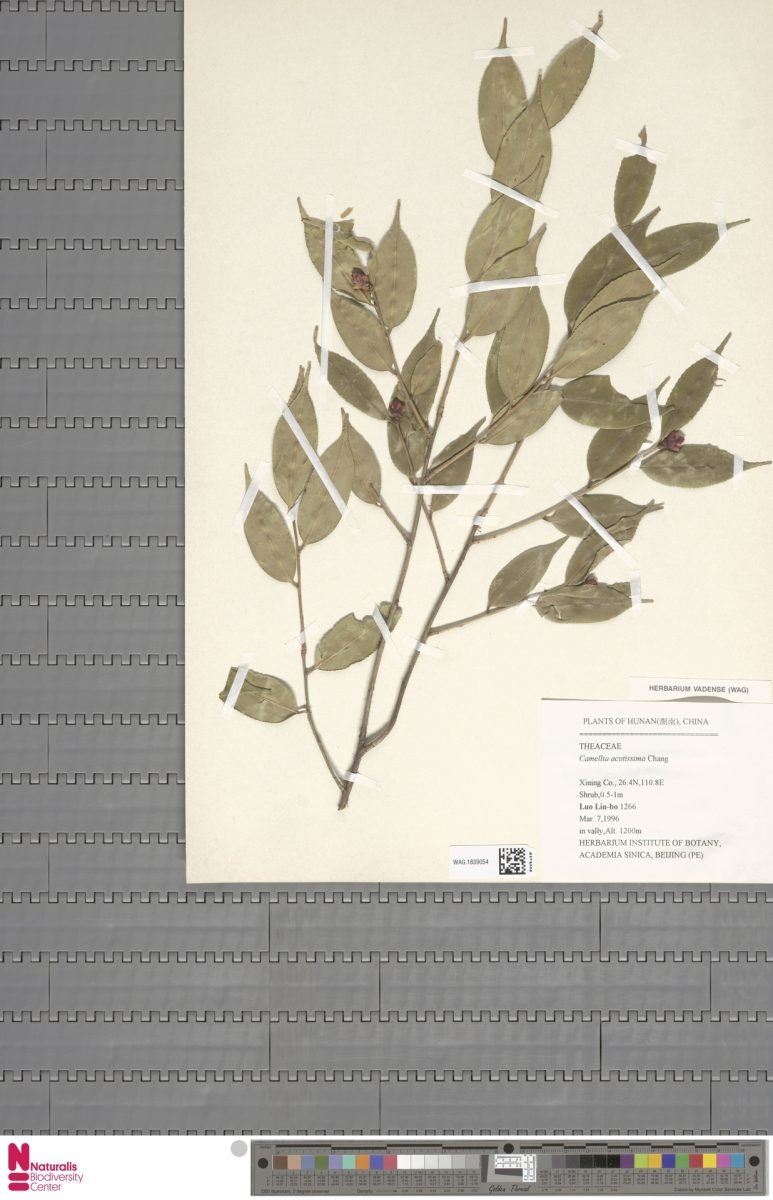 Camellia cuspidata var. grandiflora photograph 3