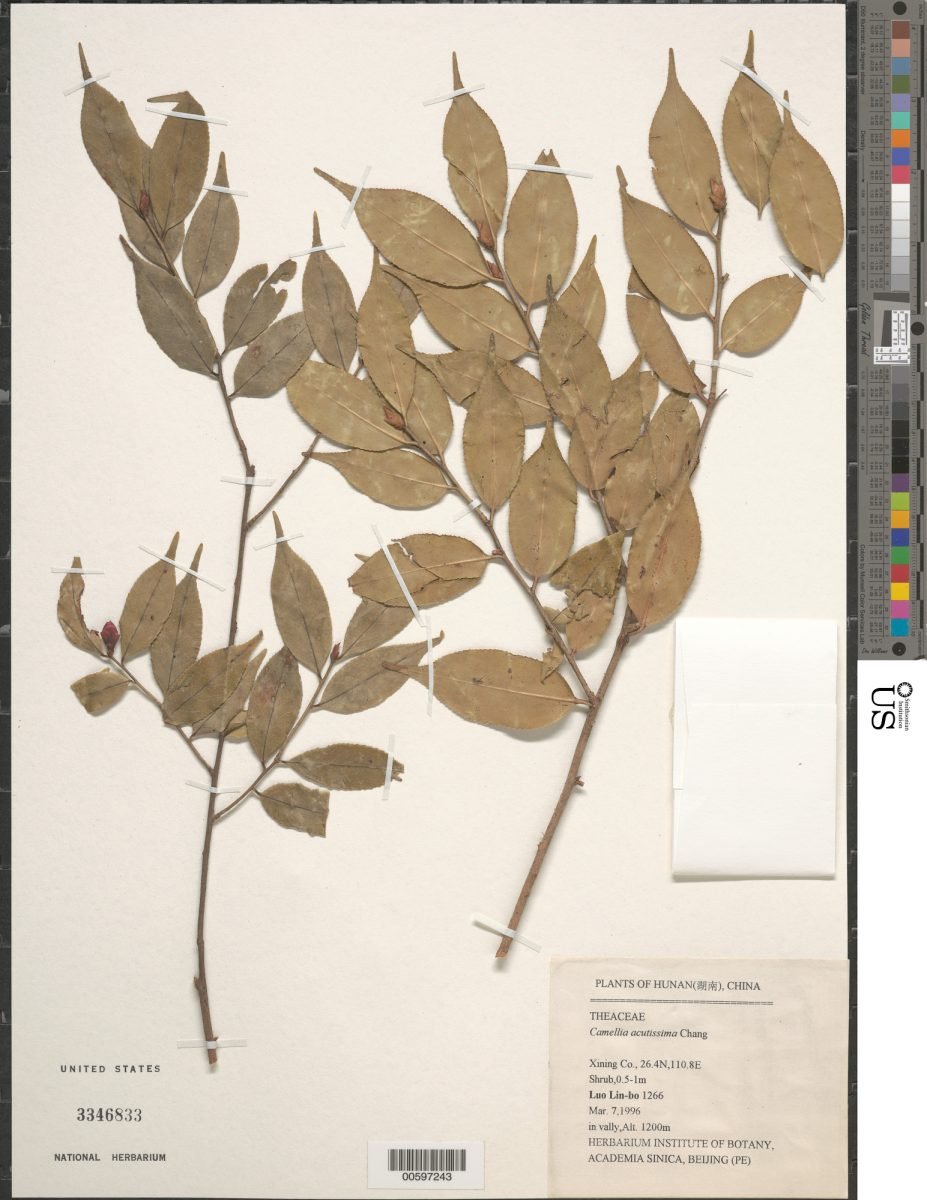 Camellia cuspidata var. grandiflora photograph 2