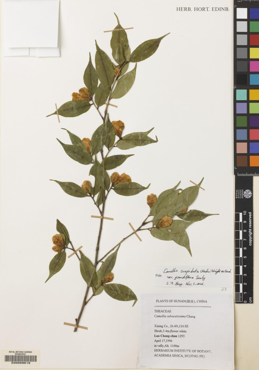 Camellia cuspidata var. grandiflora photograph 4