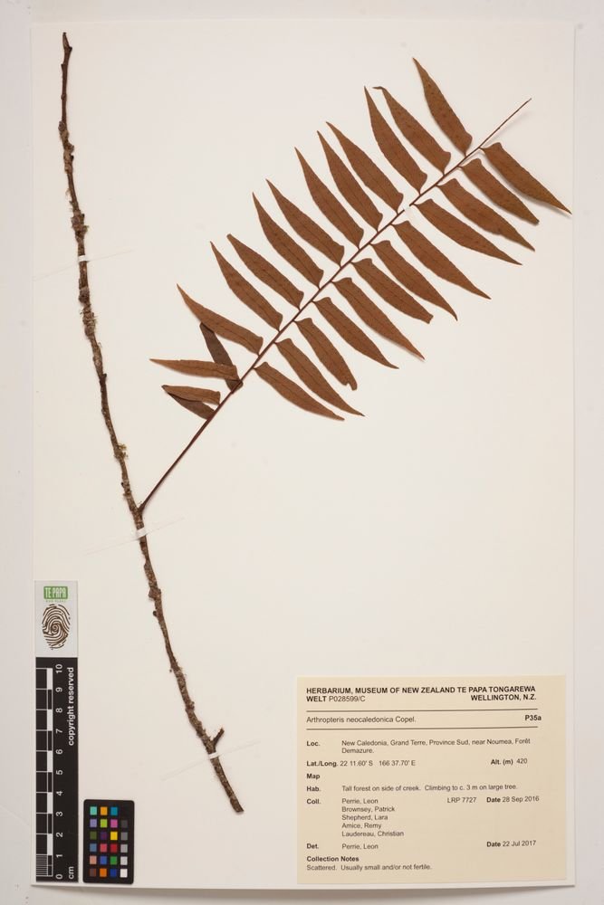 Arthropteris neocaledonica photograph 4
