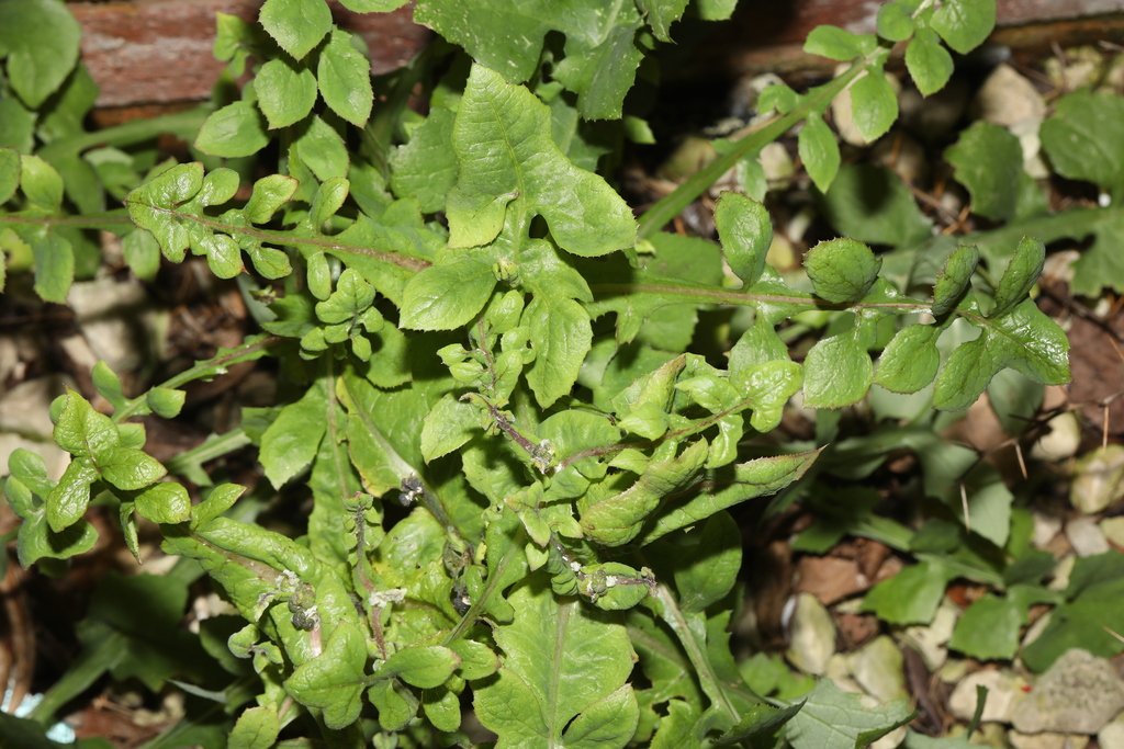 Lavandula × intermedia nothosubsp. × intermedia photograph 2