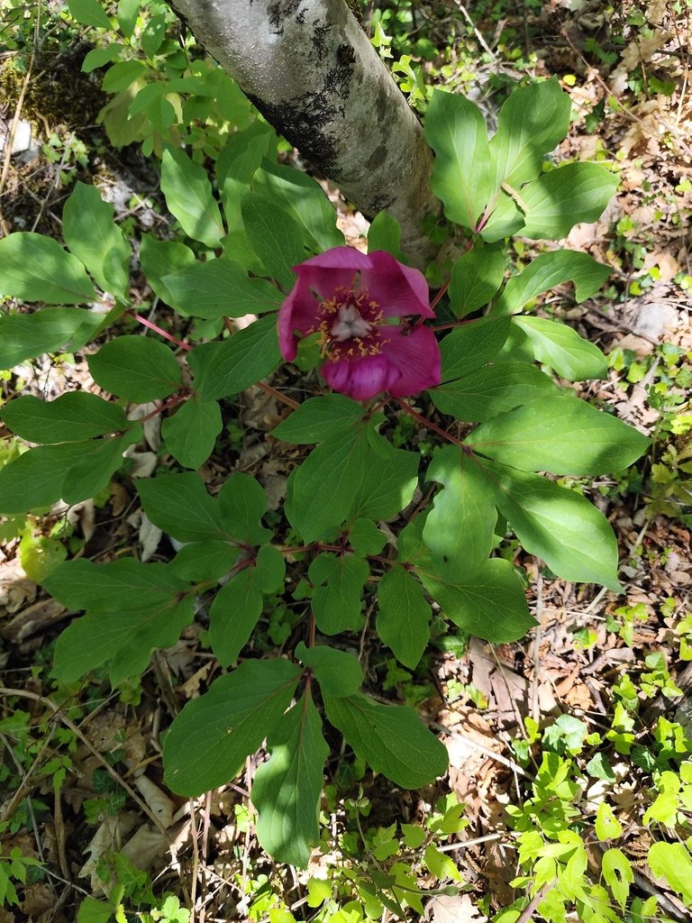 Paeonia mascula subsp. mascula