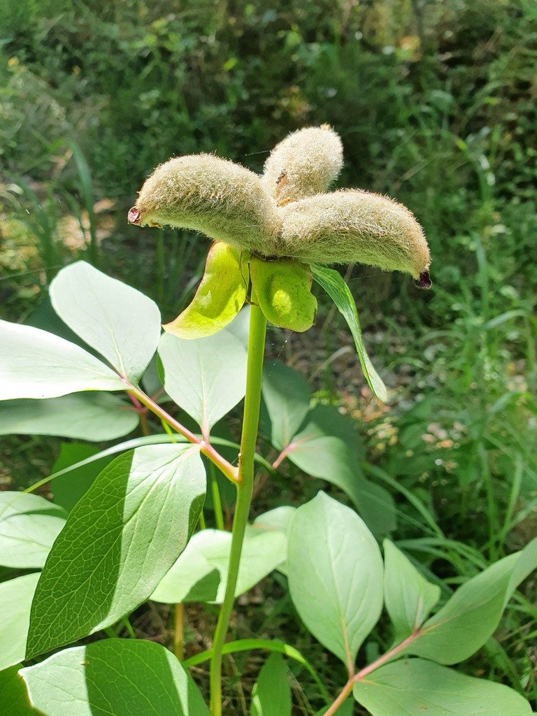 Paeonia mascula subsp. mascula photograph 5