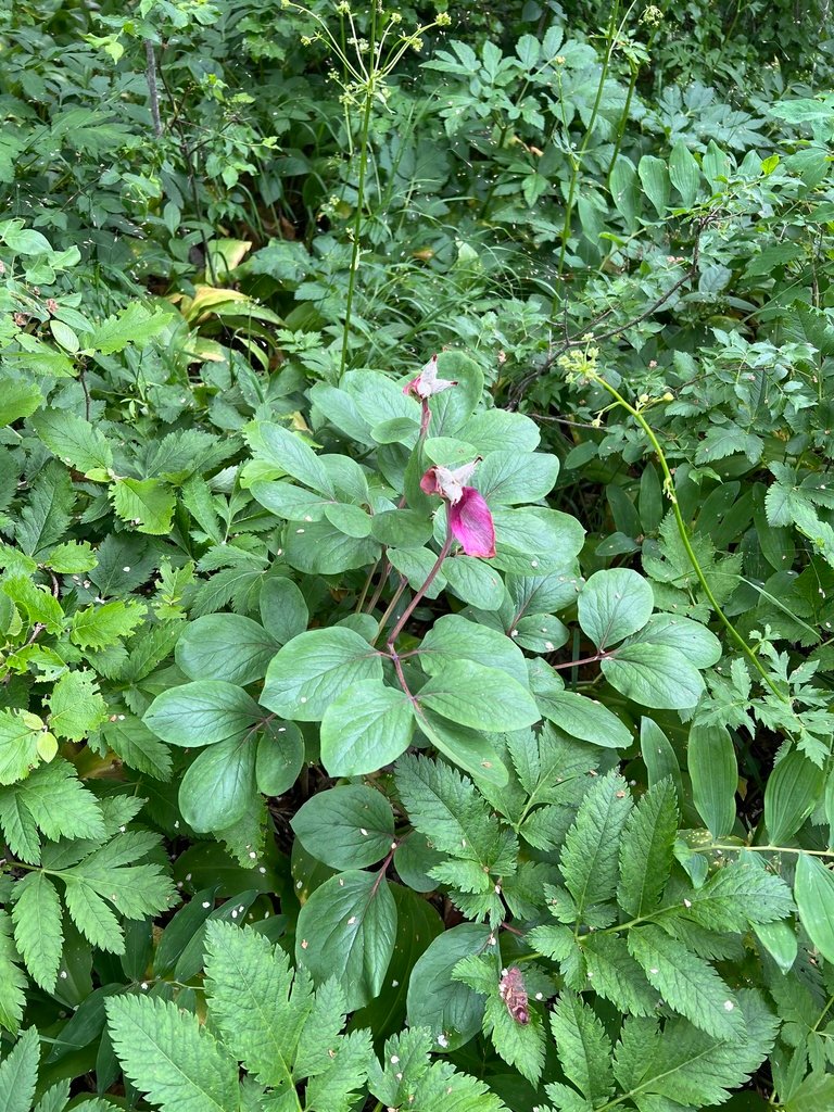 Paeonia mascula subsp. mascula photograph 4