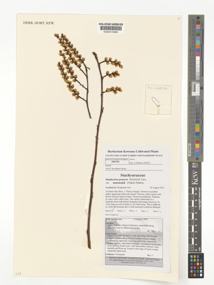 Stachyurus praecox var. matsuzakii photograph 5