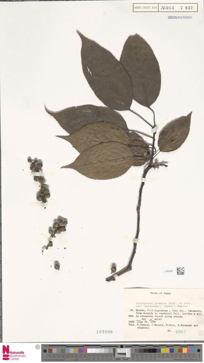 Stachyurus praecox var. matsuzakii photograph 6