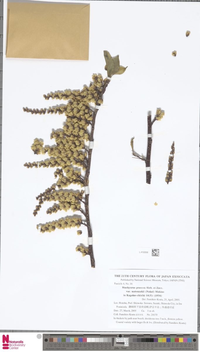 Stachyurus praecox var. matsuzakii photograph 2