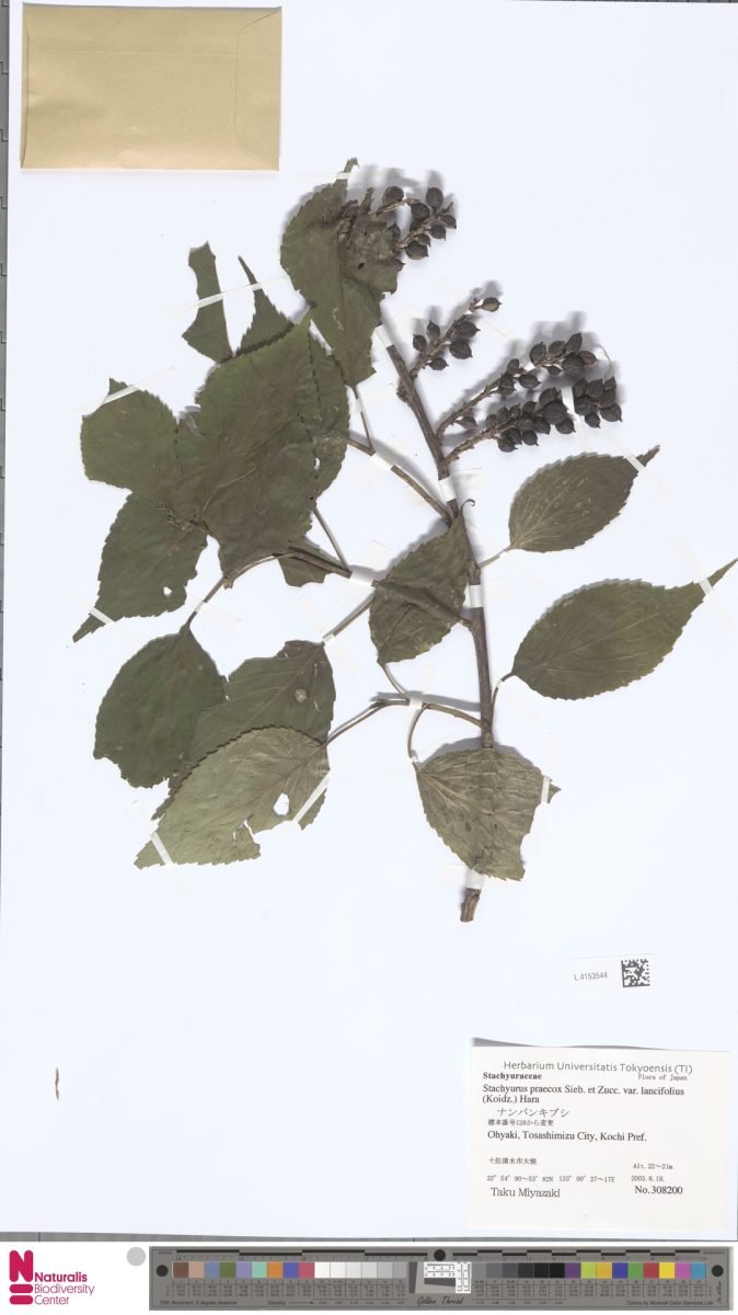 Stachyurus praecox var. matsuzakii photograph 4