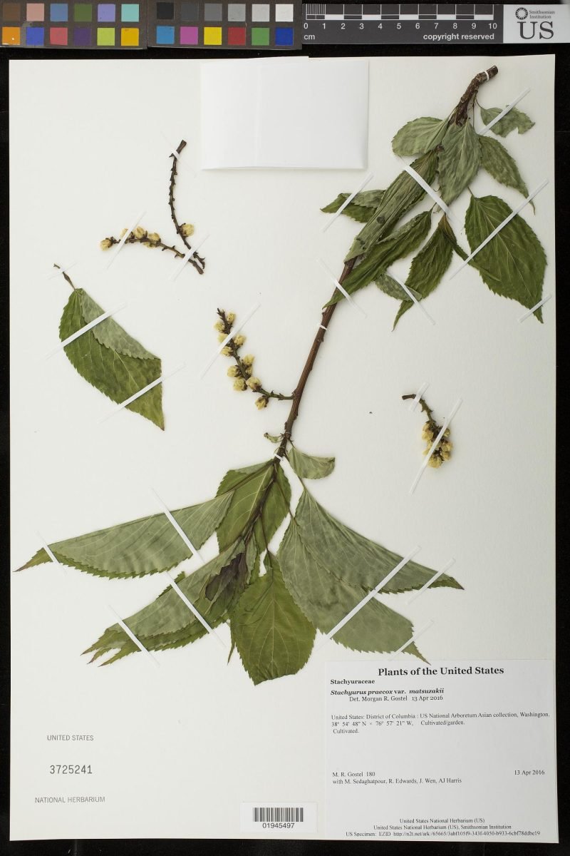 Stachyurus praecox var. matsuzakii