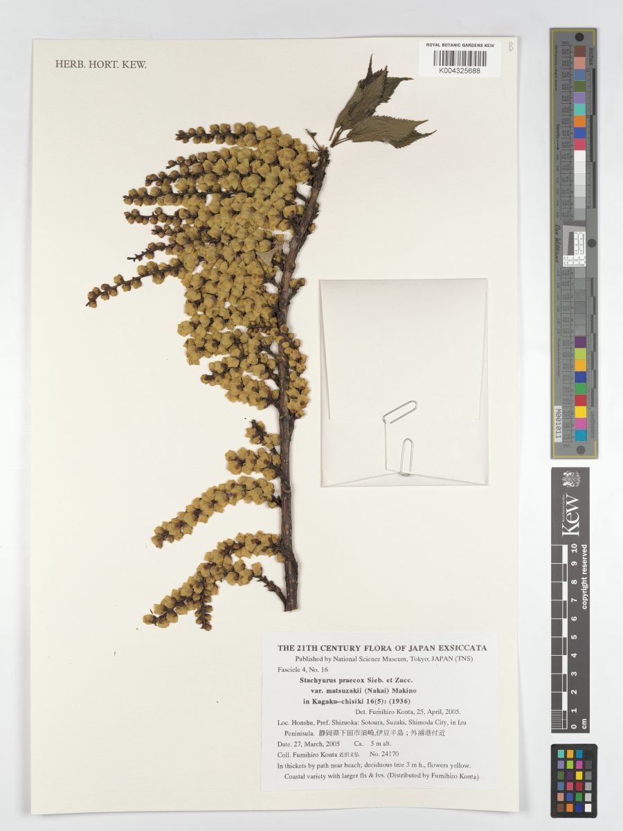 Stachyurus praecox var. matsuzakii photograph 3