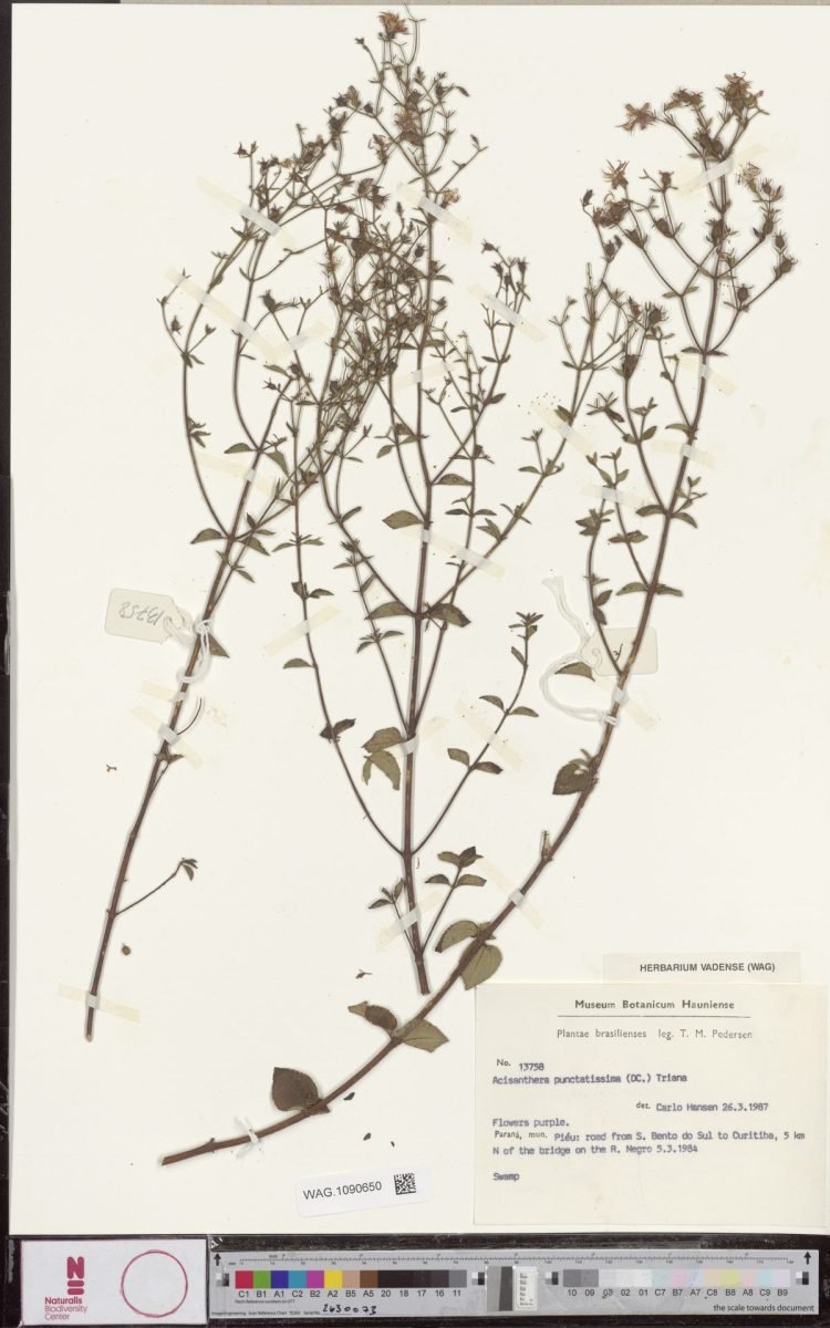 Acisanthera quadrata photograph 4