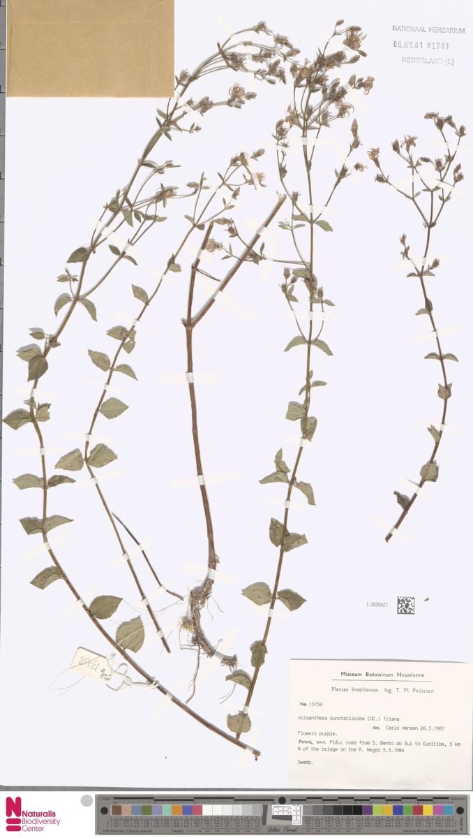 Acisanthera quadrata photograph 5