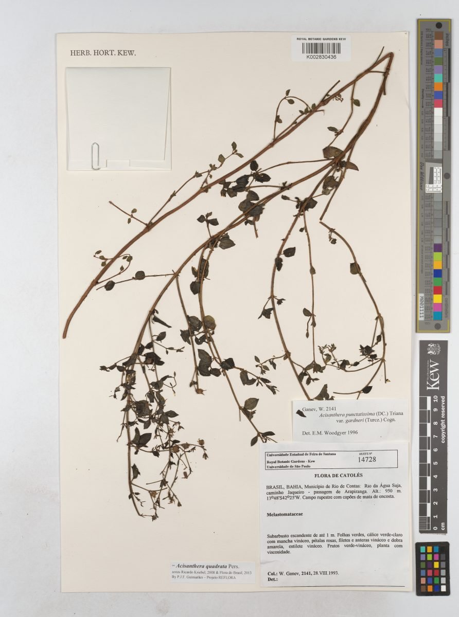 Acisanthera quadrata photograph 2